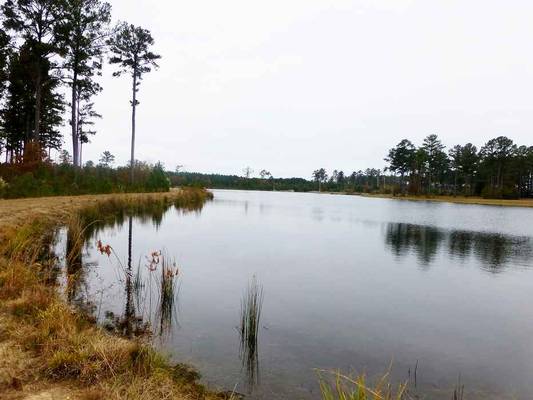  Sandy Creek Rd & Black Bear Rd, Toomsboro, GA 31090 - Photo 2