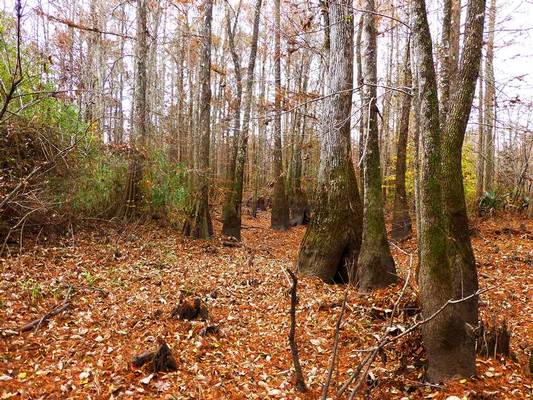  Sandy Creek Rd & Black Bear Rd, Toomsboro, GA 31090 - Photo 3