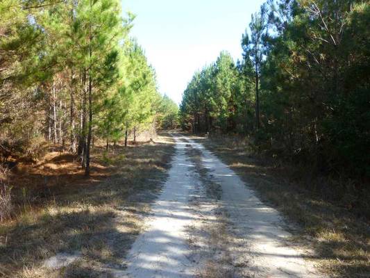  Sandy Creek Rd & Black Bear Rd, Toomsboro, GA 31090 - Photo 5