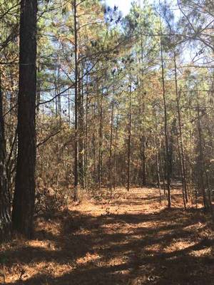 1640 & 1690 Johnson Rd, Macon, GA 31220 - Photo 7