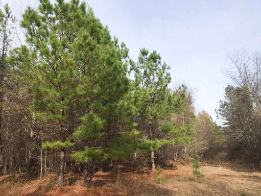 0 Waterfork Rd, Irwinton, GA 31042 - Photo 4