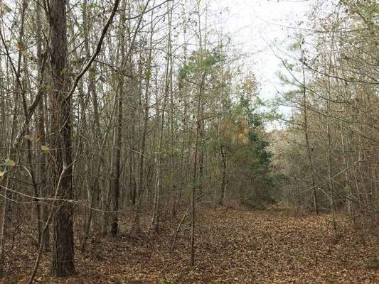 0 Waterfork Rd, Irwinton, GA 31042 - Photo 5